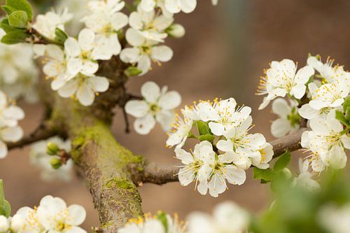 Witte bloesem van de zoete pruim