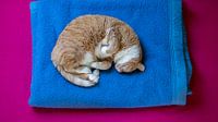 Slapende kat