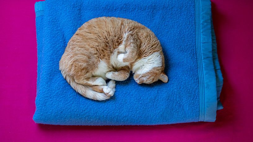 Schlafende Katze von Wouter Bos