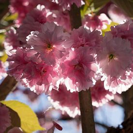 Pink flowers of ornamental cherry in sunlight 5 by Heidemuellerin