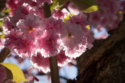 Pink flowers of ornamental cherry in sunlight 5