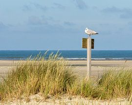 Möwe ruht von Rene Salemink