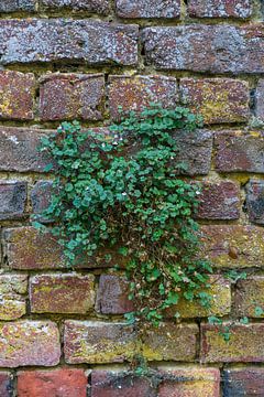 Fleur de muraille sur Henri Boer Fotografie