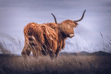 Scottish Highlander by Joris Langedijk