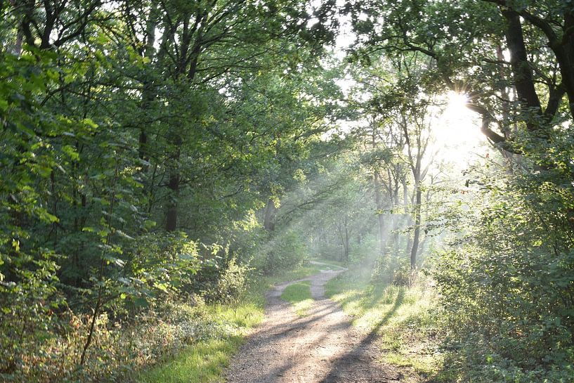 Zonnestraal van Emily Yilmaz