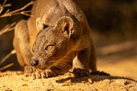 Fossa!