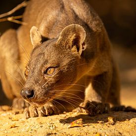 Fossa! by William Bekkema