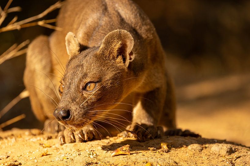 Fossa! van William Bekkema