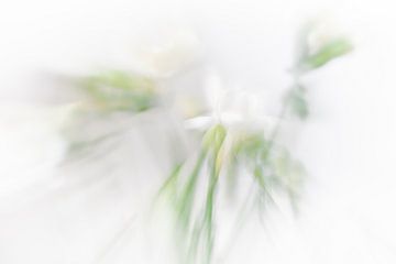 Witte bloemen, freesia. van Patricia van Kuik