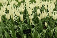 Fleurs dans une belle floraison