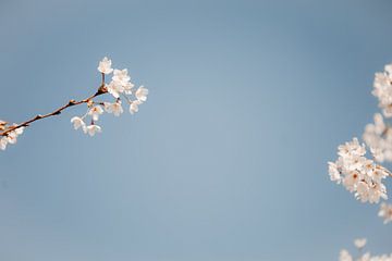 Fleur sur les arbres | photographie de la nature Pays-Bas sur Marika Huisman fotografie