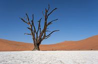 Deadvlei, skeletten van bomen in een desolaat duinenlandschap van Nicolas Vangansbeke thumbnail