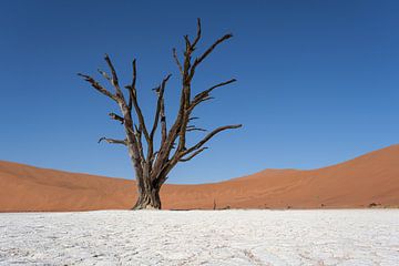 Deadvlei, skeletten van bomen in een desolaat duinenlandschap van Nicolas Vangansbeke