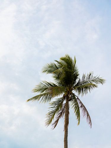 Palmier sur Inge van Tilburg