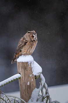 Ransuil in de sneeuw