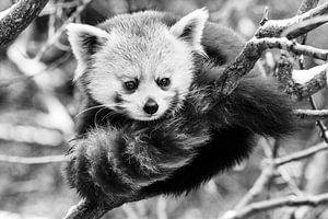 Roter Panda