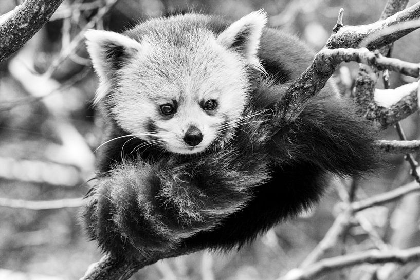 Red Panda by Walljar