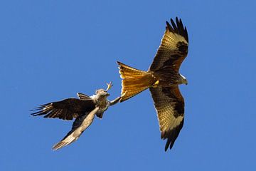 Buizerd valt rode wouw aan