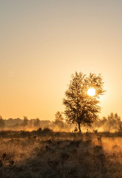 Bright Light van Manon Zandt