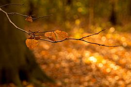 Autumn leaves in a Dutch forest