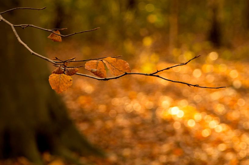 Herbstblätter in einem niederländischen Wald von Birgitte Bergman