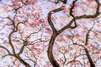 Dancing Magnolia: Enchanting Pink Magnolia in Spring Sun