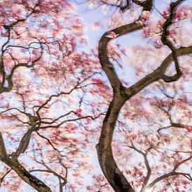 Dancing Magnolia: Betoverende Roze Magnolia in Lentezon van Glenn Vanderbeke
