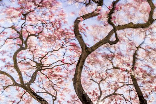Dancing Magnolia: Betoverende Roze Magnolia in Lentezon van Glenn Vanderbeke