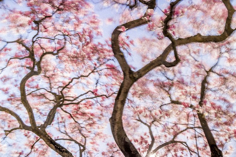 Dancing Magnolia: Enchanting Pink Magnolia in Spring Sun by Glenn Vanderbeke