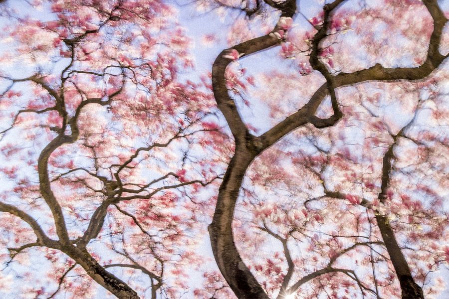 Dancing Magnolia: Betoverende Roze Magnolia in Lentezon