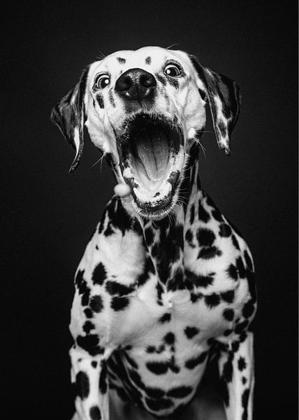 Dalmatian dog with funny expression in black and white by Lotte van Alderen