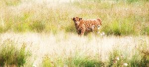 veau Scottish Highlander