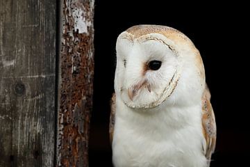 Kerkuil (Tyto alba) van Ronald Pol