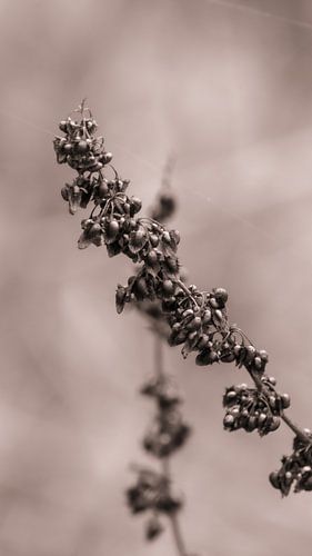 VERGANE GLORIE, Krulzuring