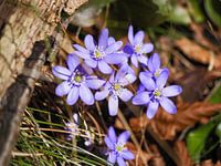 World of flowers in spring