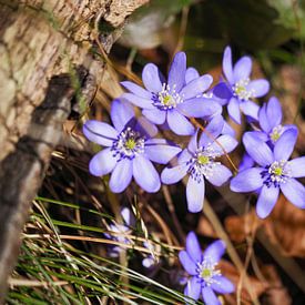 World of flowers in spring by Miriam Schwarzfischer Fotografie