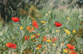 Une image pleine de charme, avec des coquelicots colorés et des fleurs sauvages. sur Hauwert Photography