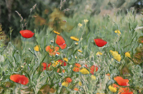 Een sfeervol beeld met kleurrijke klaprozen en wilde bloemen.