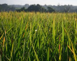 Dewdrops on rice fields by Minimalistic Travel Photography by.Rieneke
