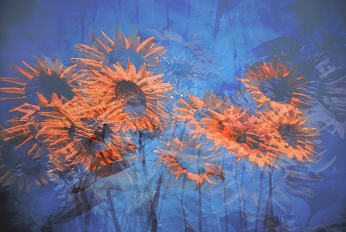 Sunflower.