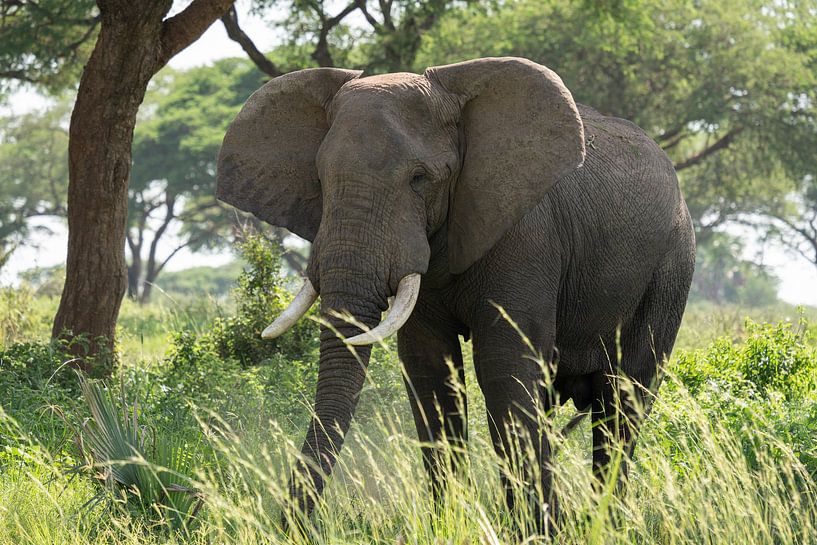 African elephant, Loxodonta africana by Alexander Ludwig