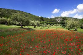 Schöne Blumen  von René Pronk