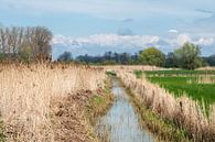 Stream through golden reeds by Werner Lerooy thumbnail