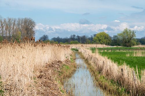 Beekje door goudgeel riet