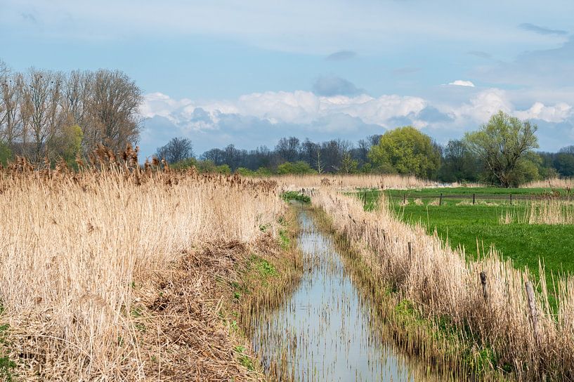 Stream through golden reeds by Werner Lerooy