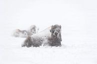 Amerikanische Bisons ( Bison bison ) in einem Blizzard, trotzen dem Schneesturm, wildlife, Yellowsto von wunderbare Erde Miniaturansicht