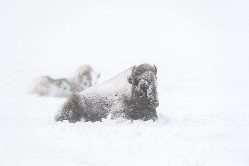 Amerikanische Bisons ( Bison bison ) in einem Blizzard, trotzen dem Schneesturm, wildlife, Yellowsto