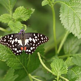 citrus swallowtail by Matthias Brix