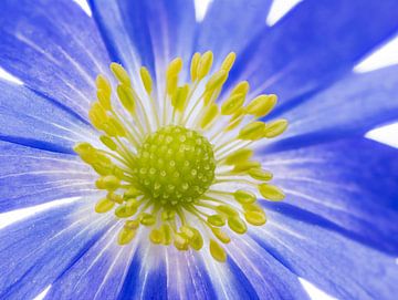 Macro of a blue anemone flower by ManfredFotos