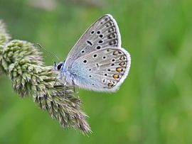 Common Blue Butterfly by Ioana Hraball